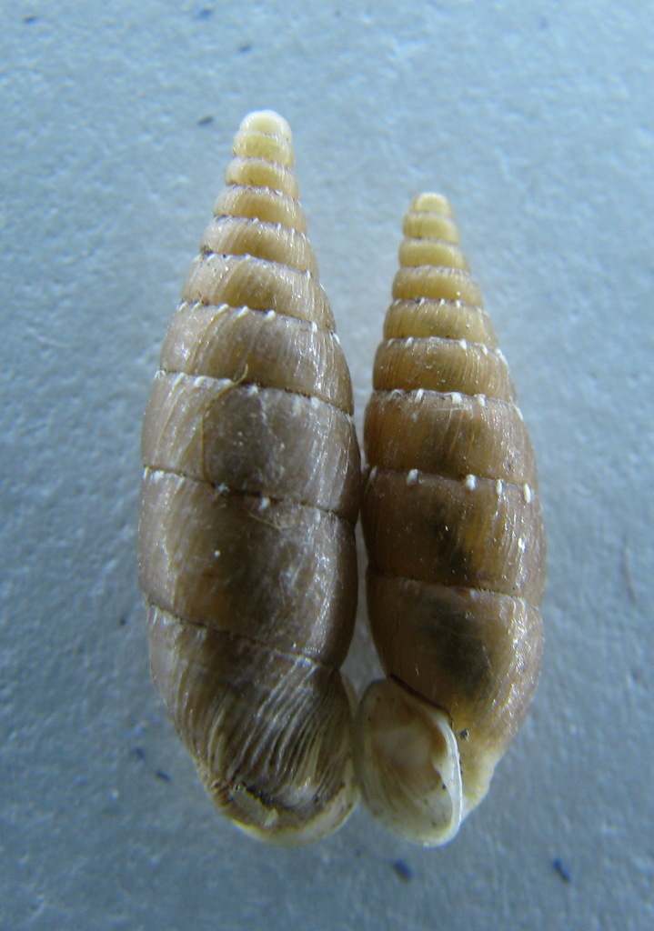 Siciliaria gibbula dal gargano